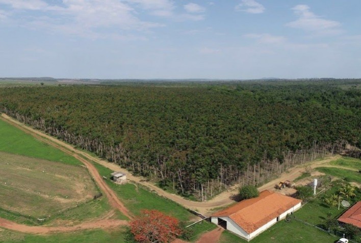 Setor brasileiro de árvores cultivadas alcança receita bruta de R$ 260 bilhões e atrai investidores