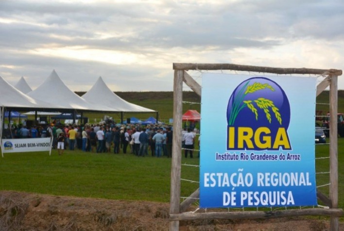 Dia de campo do Irga para arroz atrai mais de 1,5 mil participantes