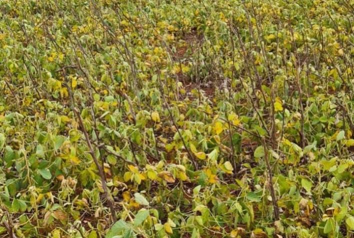 Aprosoja-MT propõe medidas emergenciais ao mapa para apoiar produtores diante dos desafios climáticos