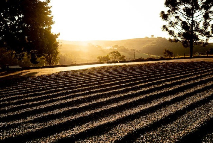 Movimentações distintas nos mercados de café robusta e arábica na abertura dos negócios