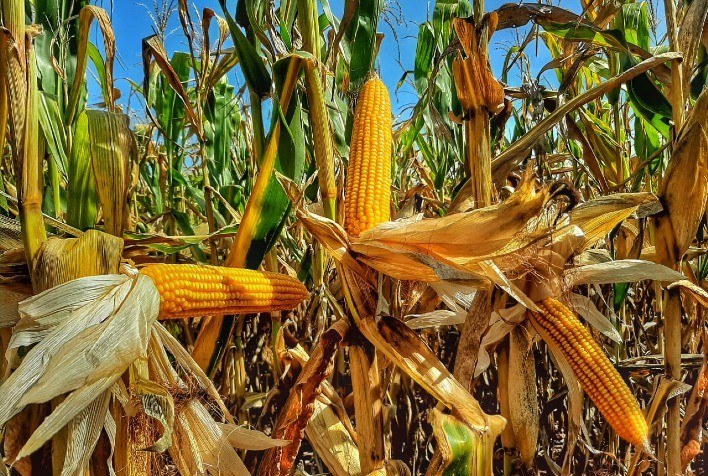 Produtores reforçam fixação de vendas de milho, exercendo pressão nas cotações brasileiras