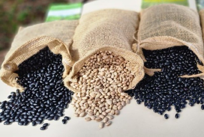 Desafios e oportunidades no mercado do feijão: Estratégias para lidar com a volatilidade