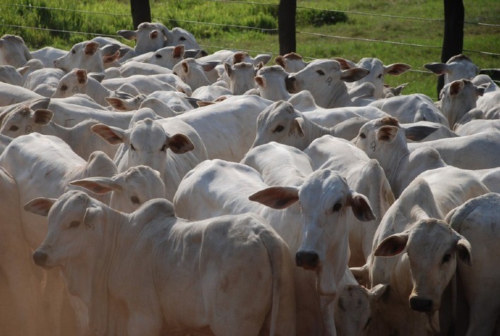 Cenário pecuário: Análise detalhada do mercado de boi gordo em janeiro de 2024