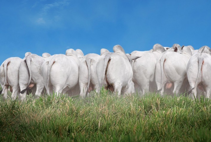 Leilão ofertará 100% de lotes de filhos de embriões ABS NEO