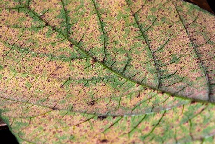 Lavouras no Rio Grande do Sul apresentam incidência precoce da ferrugem-asiática da soja na safra 2023/24