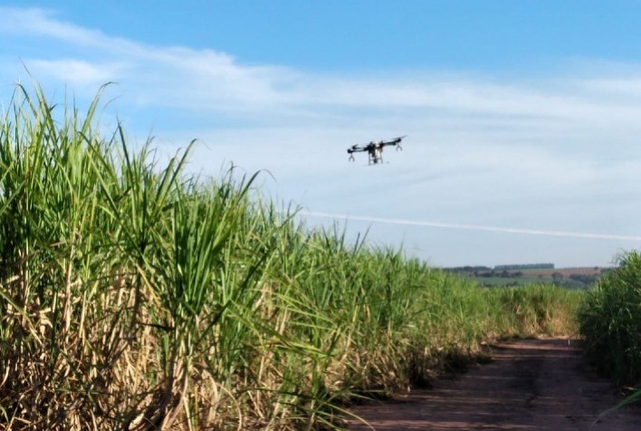 Bioestimulação da cana aumenta perfilhos e contribui na longevidade do canavial, afirma fabricante
