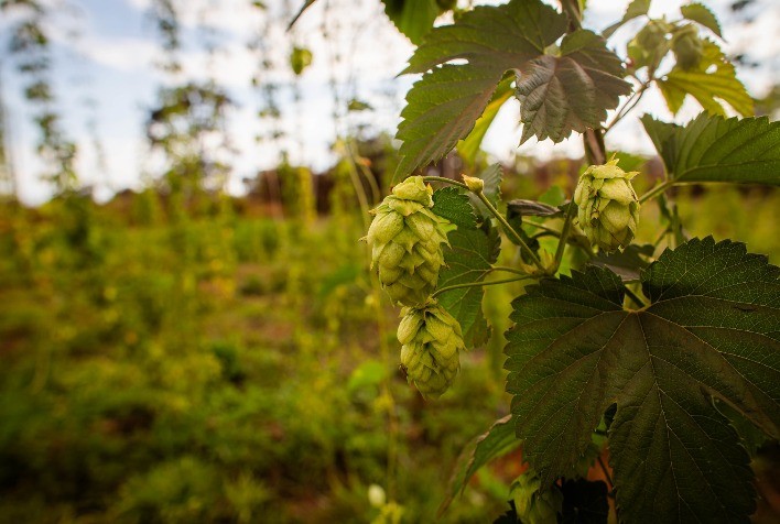 Do campo para a folia: De onde vêm os insumos que fazem parte do carnaval dos mineiros?