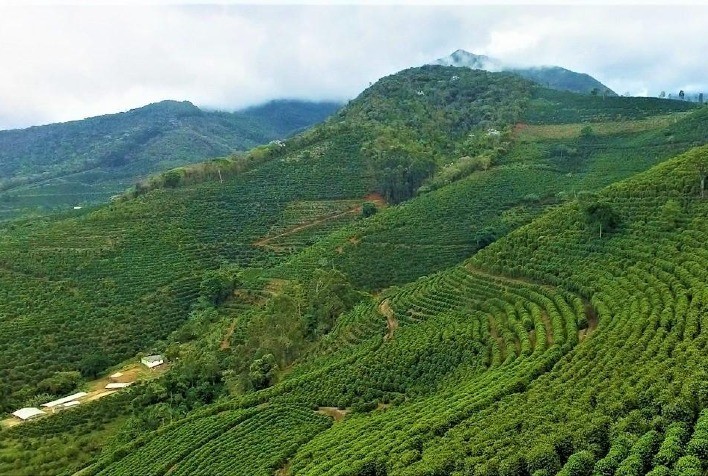 Aumento da safra de café em Minas Gerais deve ficar abaixo da média nacional