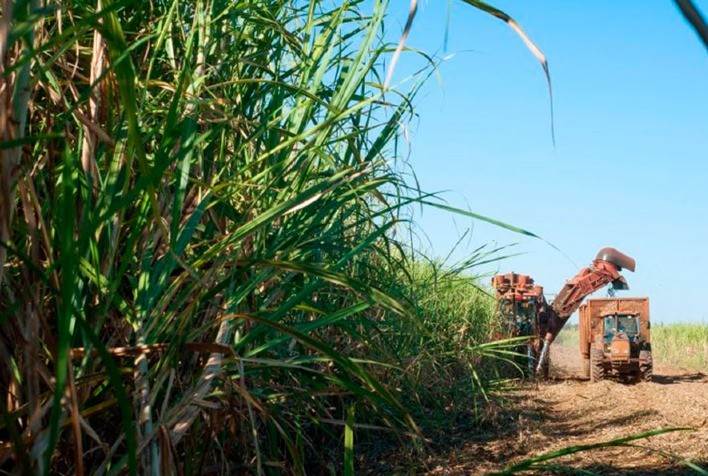 Safra de cana no Norte e Nordeste atinge 45,86 milhões de toneladas