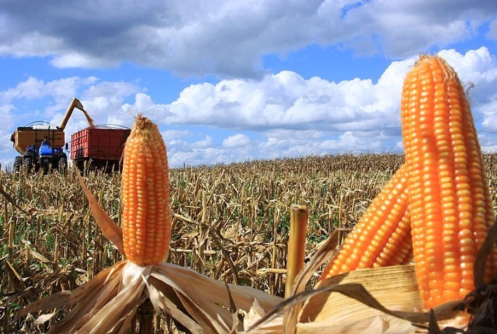 Estabilidade dominante: Mercado do milho inicia sexta-feira com variações limitadas na B3 e em Chicago