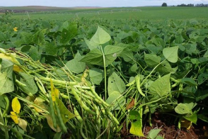 Desafios na produção de feijão: Semana encerra com novidades positivas para produtores, mas alerta para ameaça de mosca branca na segunda safra