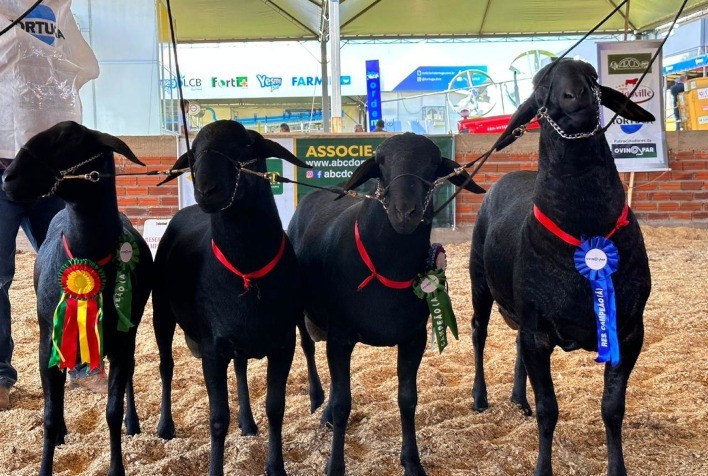 Ovinocultura mais uma vez será destaque em feira que abre o calendário do agronegócio brasileiro