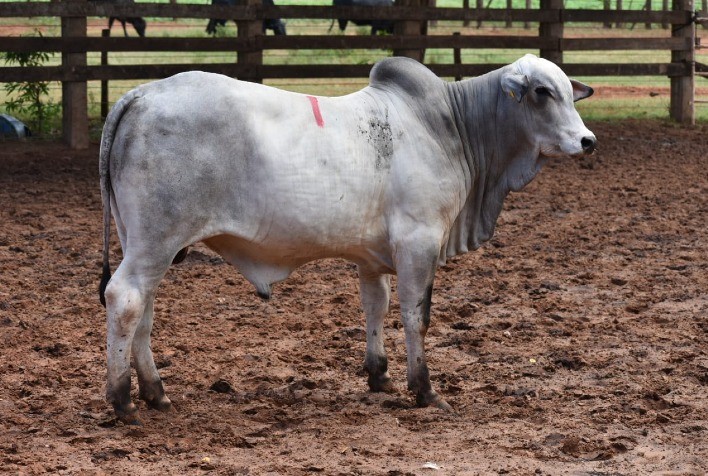 Bezerros de sobreano da marca CV Nelore Mocho são contratados por duas centrais