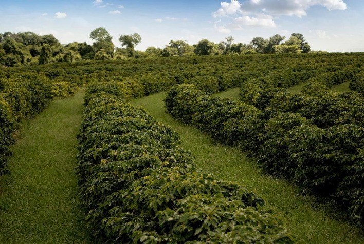 Tese da ESPM vai avaliar relação entre indicação geográfica e associativismo