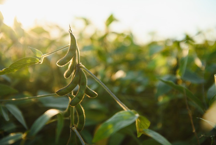 Pesquisa encomendada pelo Sindiveg projeta expansão de 3,7% da área tratada com defensivos