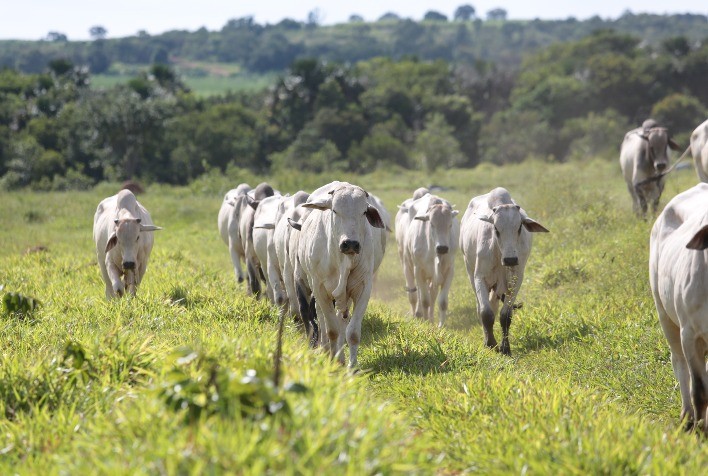 Experimentos indicam que "ganho compensatório" de animais que passam por períodos de restrição alimentar é pouco vantajoso