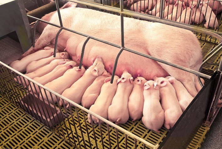 De Heus lança o programa Sow Life+ voltado ao cuidado integral com as fêmeas em todas as fases do ciclo produtivo