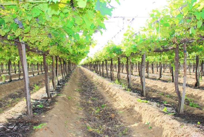 Desafios climáticos: Chuvas intensas comprometem qualidade e reduzem oferta de uvas no Vale do São Francisco