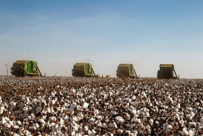 Desempenho modesto na comercialização de algodão em janeiro reflete impacto das férias coletivas