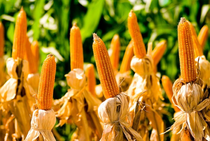 Tendências positivas no mercado de milho: B3 inicia a semana em alta, enquanto Chicago apresenta recuo inicial