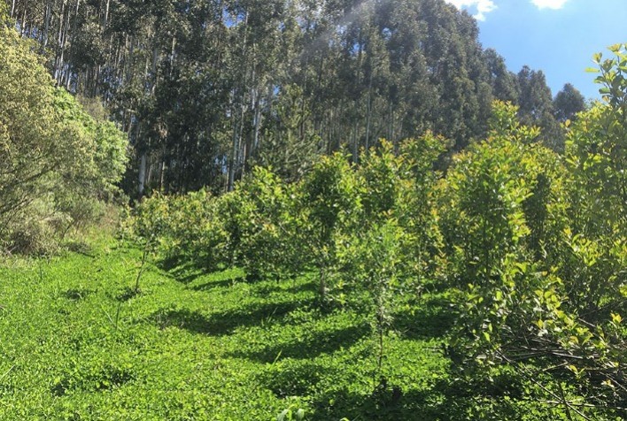 Desenvolvimento pleno na produção de erva-mate na região de Passo Fundo