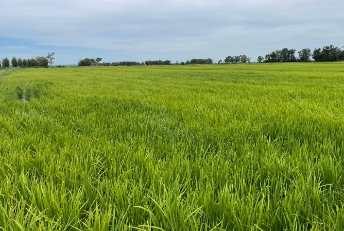Conheça os benefícios do fertilizante mineral no cultivo do arroz