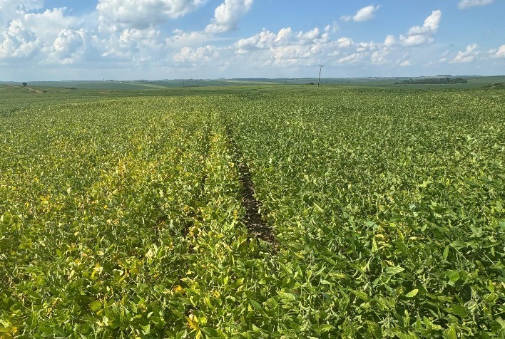 Tecnologia da Embrapa ajuda a reduzir perdas promovidas pela estiagem na soja