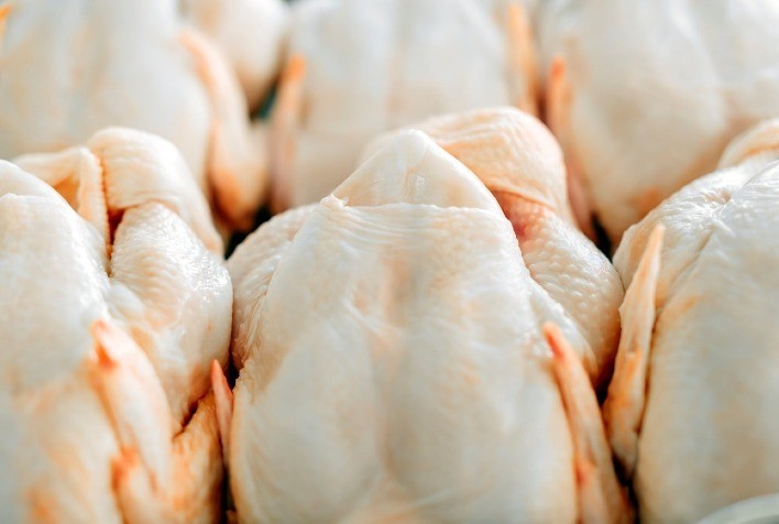 Desempenho do frango abatido na quinta semana de 2024, passagem de janeiro para fevereiro