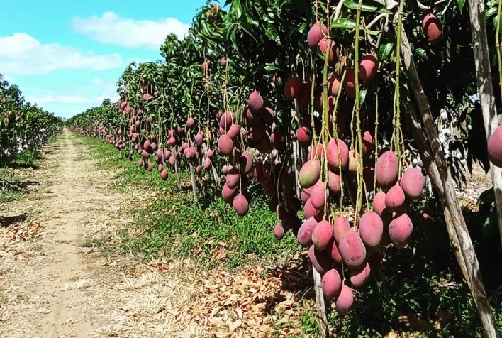 Potencial da agricultura brasileira desperta interesse e gera oportunidades aos indianos