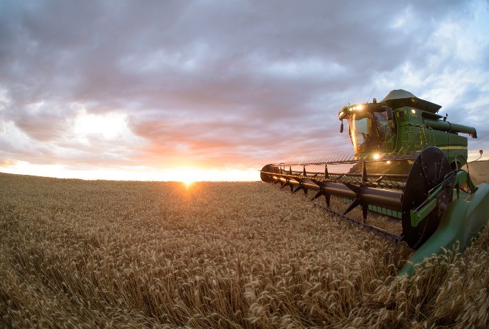 Show Rural: cultivar de trigo amplia níveis de rendimento e segurança