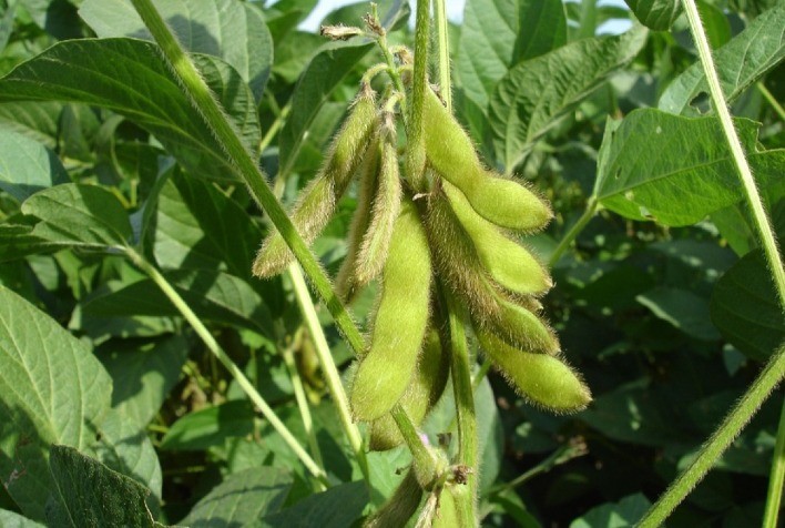 Preço do defensivo agrícola pode ser reduzido