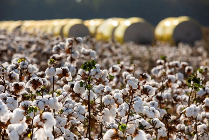 Expansão no cultivo de algodão em Mato Grosso impulsiona projeções para a safra