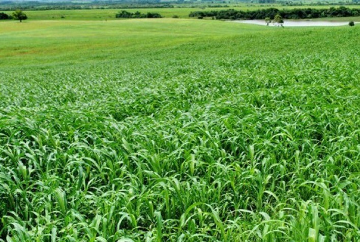 Pastagens foram as áreas mais atingidas por queimadas em 2023