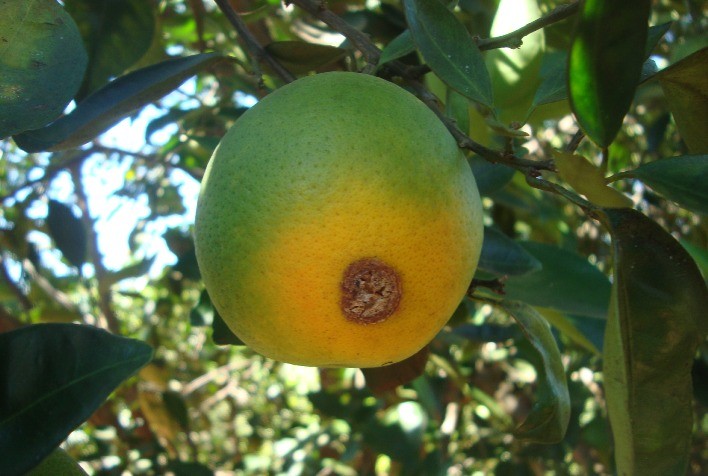 Agrodefesa identifica novos focos de cancro cítrico em Goiás