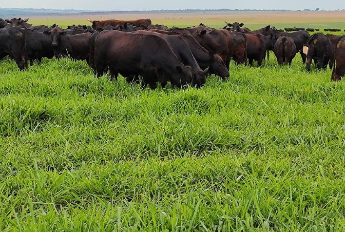 Cultivar de capim mostra bom desempenho ao anteceder a soja