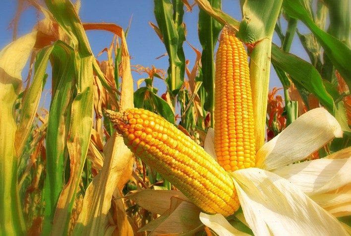 Mercado de milho na CBOT inicia quinta-feira com desvalorizações antecipando dados do USDA