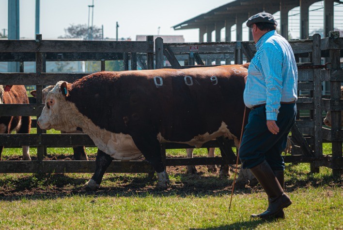 Julgamento diferenciado na FENAGEN vai priorizar desempenho genético de bovinos