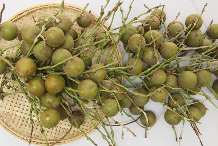 Macaúba conta agora com Zoneamento Agrícola de Risco Climático