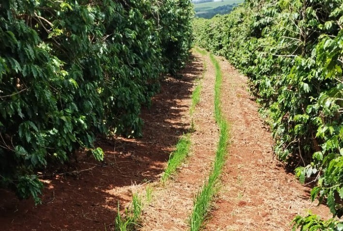 Consórcio de café e arroz é testado no Sul de Minas