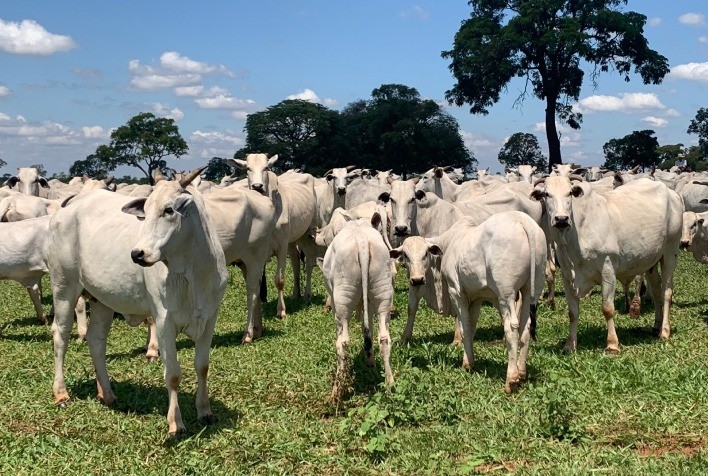 ABCZ divulga atualização das avaliações genéticas do PMGZ Corte