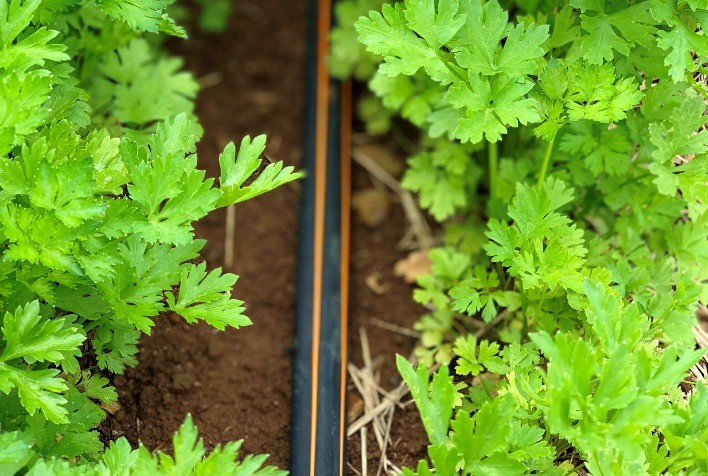 Irrigação por gotejamento: o segredo por trás do aumento de produção de hortifrúti em até 150%