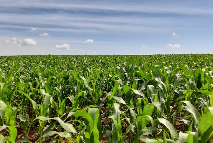 Estiagem e calor extremo exigem planejamento com soluções nutricionais para garantir produtividade no milho safrinha