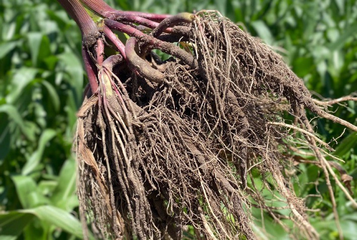 Busca por sustentabilidade contribui para crescimento do mercado de bioestimulação