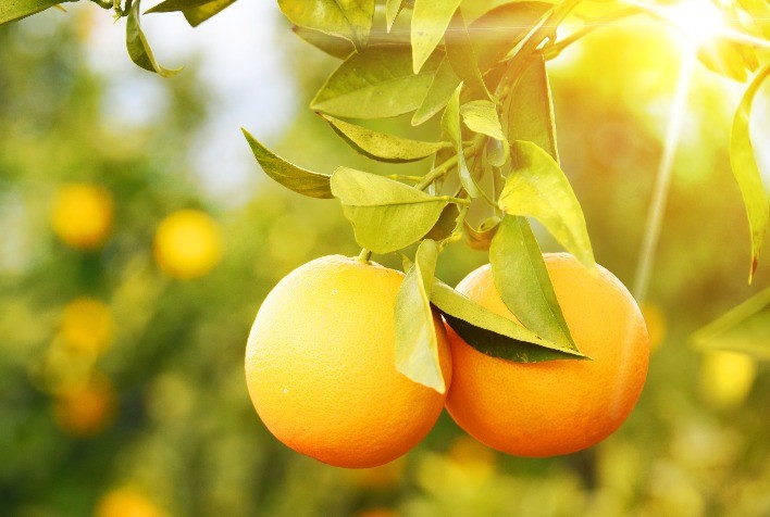 Reestimativa da safra de laranja 2023/24 do cinturão citrícola é mantida em 307,22 milhões de caixas