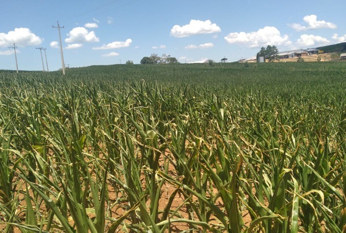 Produtor com quebra de safra pode renegociar seu crédito rural