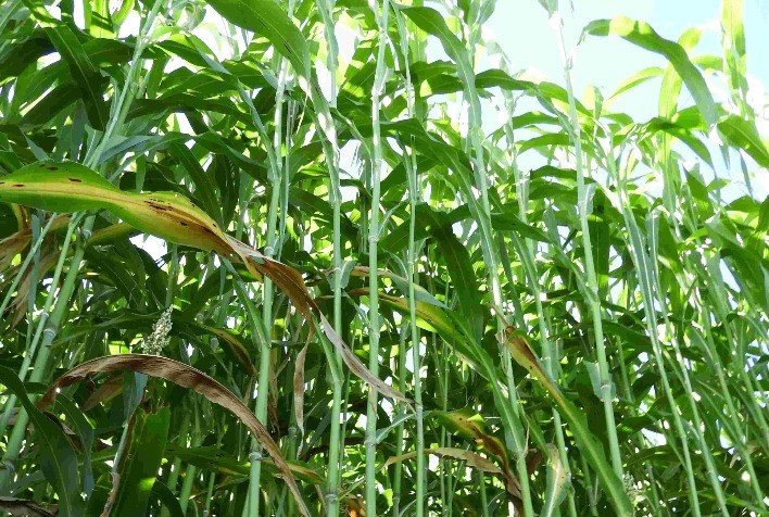 Produção de volumoso com Sorgão Gigante será destaque em dia de campo em Goiás