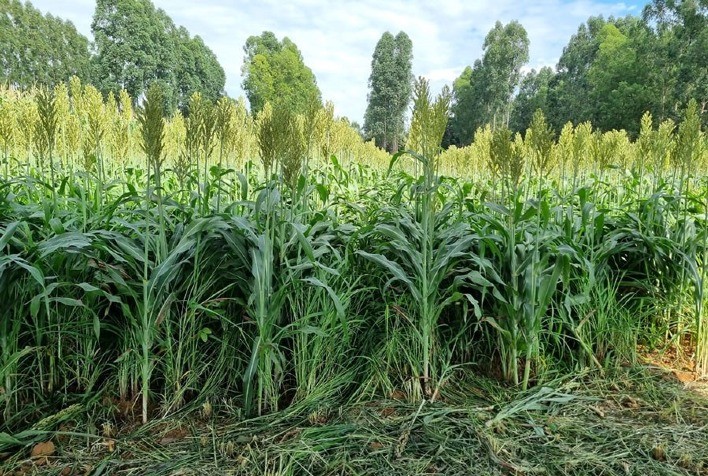 Integração lavoura-pecuária pode reduzir o uso de fertilizantes e mitigar impactos no clima