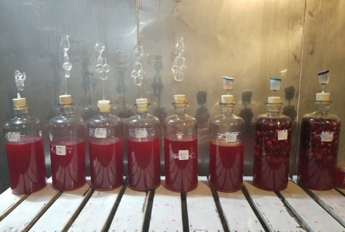 Pesquisa desenvolve fermentado de acerola