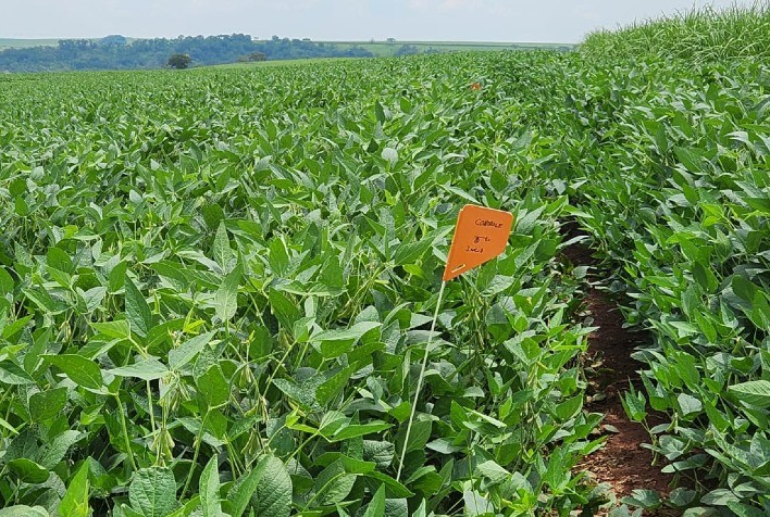 Dia de Campo promove orientação para manejo sustentável da soja e cana-de- açúcar