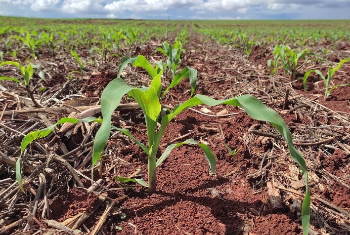 O poder do boro para a produtividade na safrinha de milho